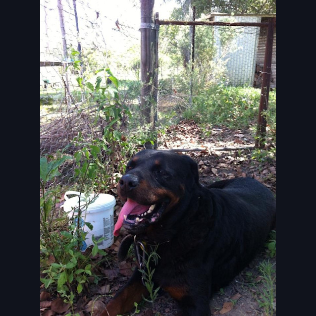 Photo of Roxy
