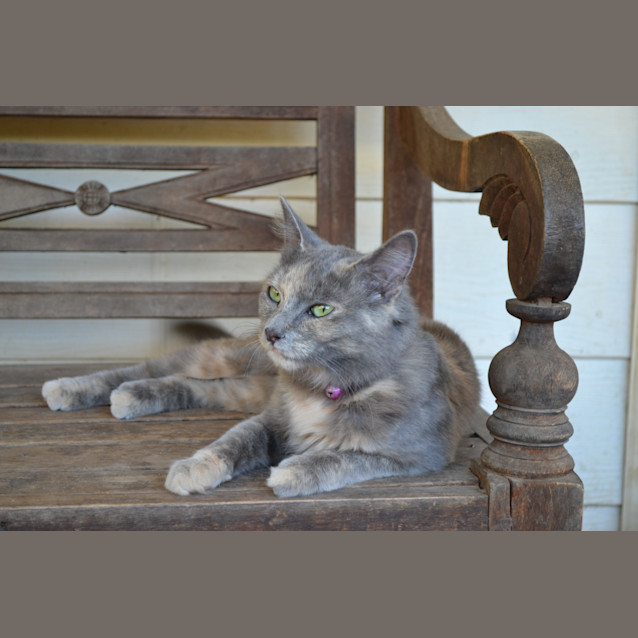 Photo of Daisy