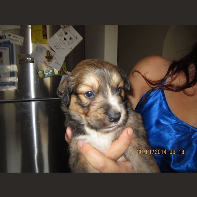 Photo of Sapphire
