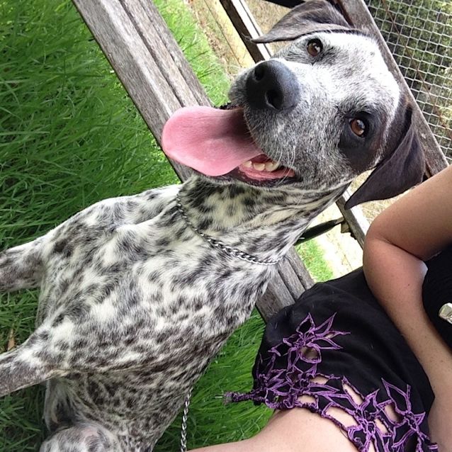 Photo of I Love Lucy!!!  Dalmatian X Cattle!!