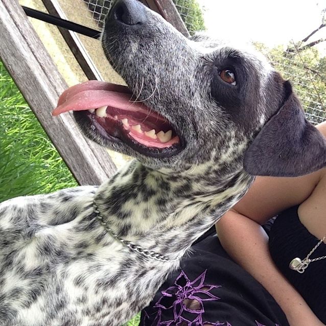 Photo of I Love Lucy!!!  Dalmatian X Cattle!!