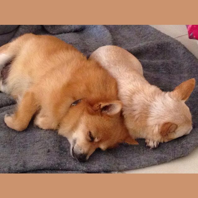 Photo of Basil (415) & Maggie (416)