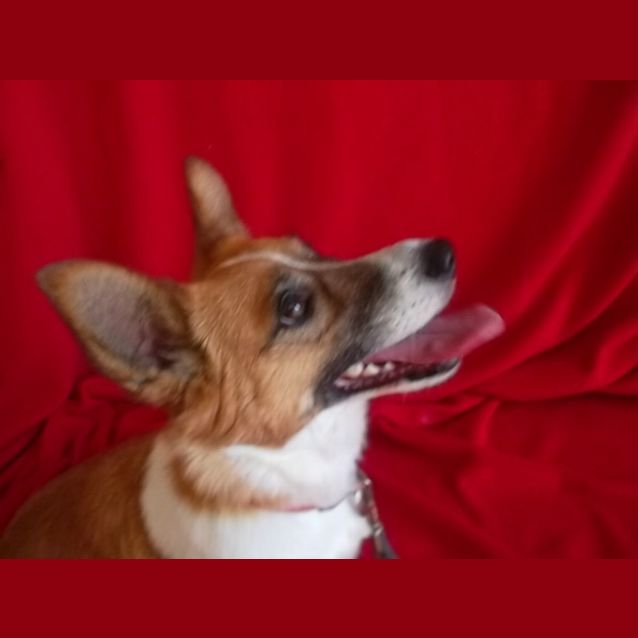 Photo of Rebel