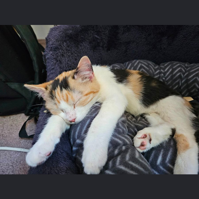 Photo of Button