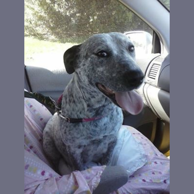 Photo of Noelle (Adopted By Foster Carer 5/10/14)