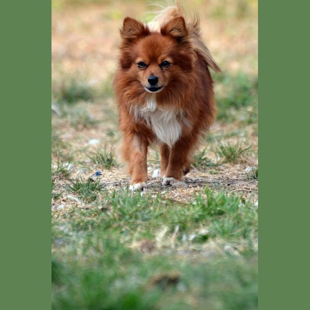 Photo of Leo *On Trial*