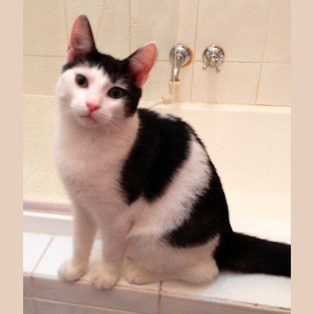Photo of Oreo