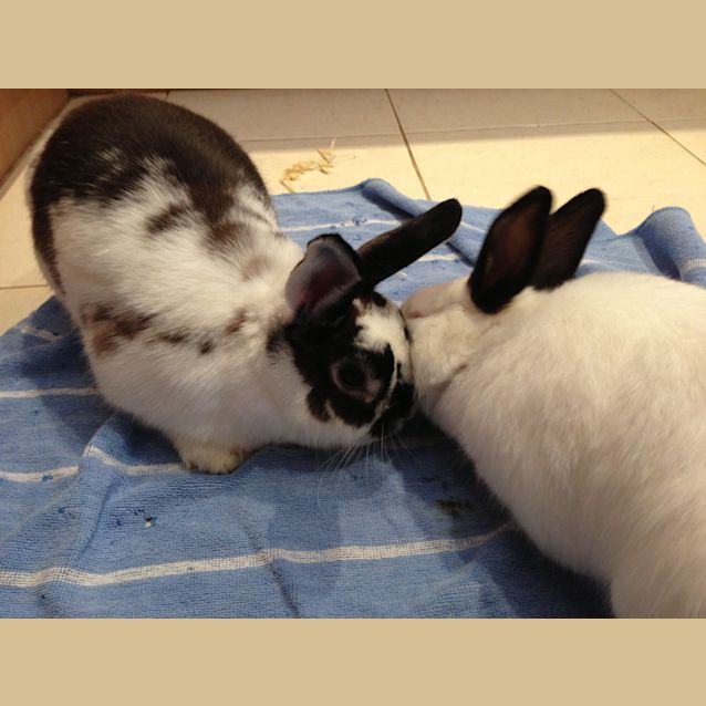 Photo of Valentine And Peter