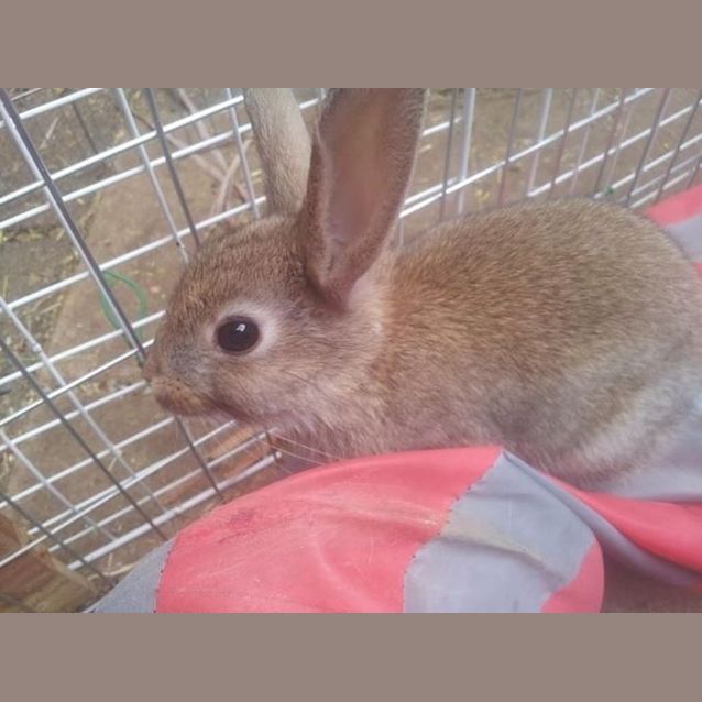 Photo of Baby Bunnies