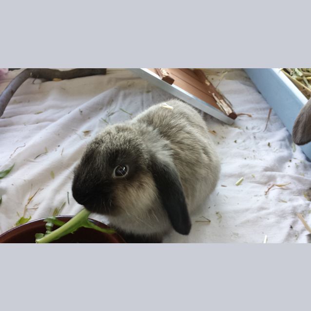 Photo of Baby Bunnies