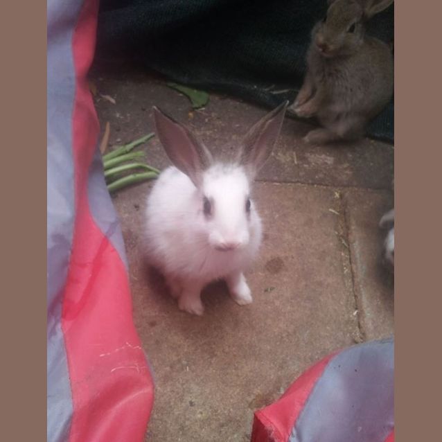 Photo of Baby Bunnies