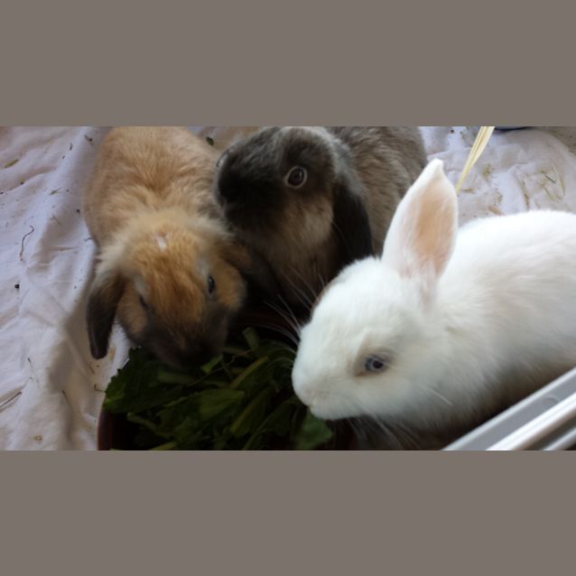 Photo of Baby Bunnies