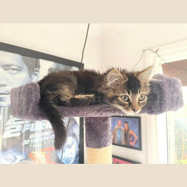 Photo of Lawrence**2nd Chance Cat Rescue**