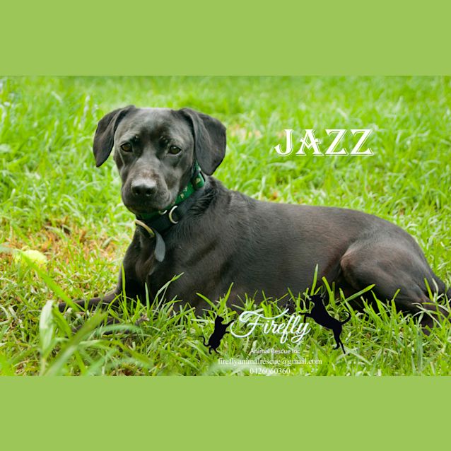 Photo of Jazz!!