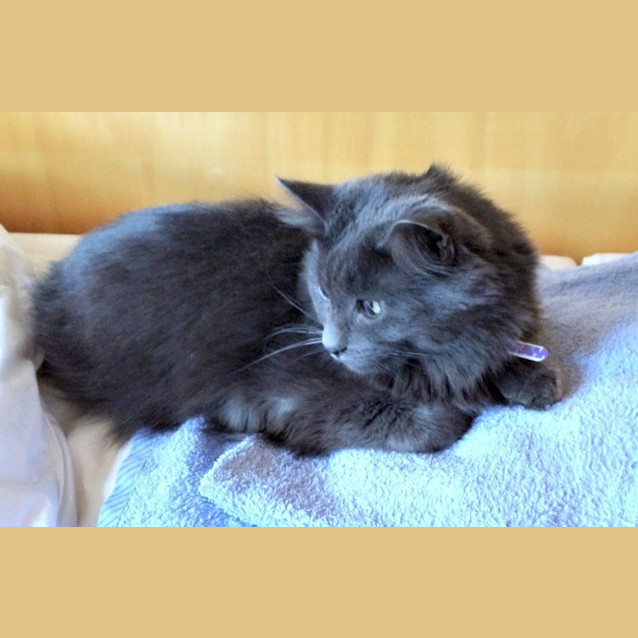 Photo of Sooty & Smokey