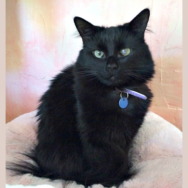 Photo of Sooty & Smokey