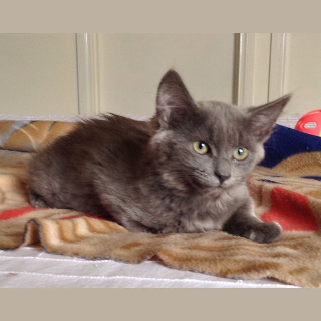 Photo of Smokey