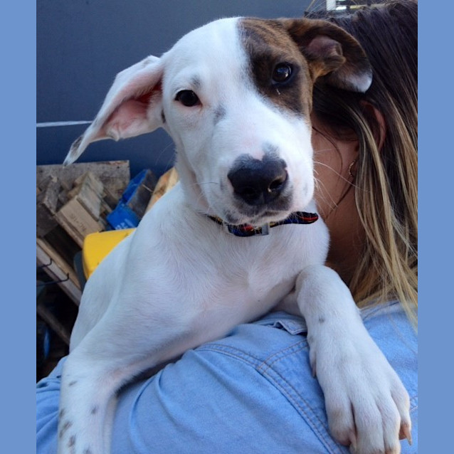 Photo of Andy (Squawks Pet Store)