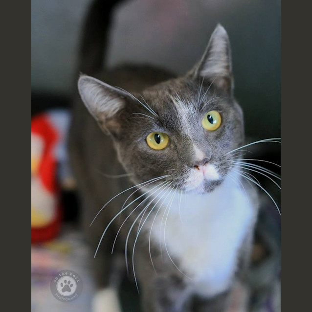 Photo of Shiloh