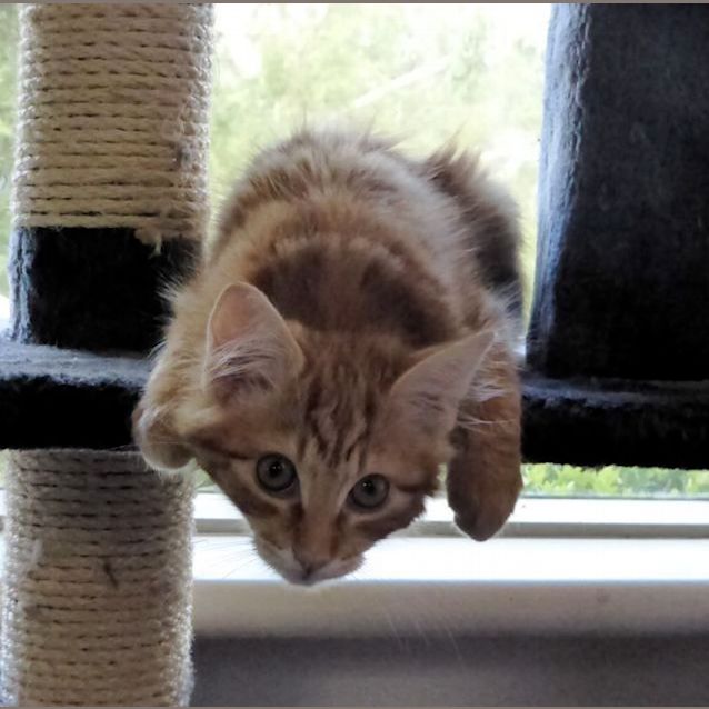 Photo of Toffee