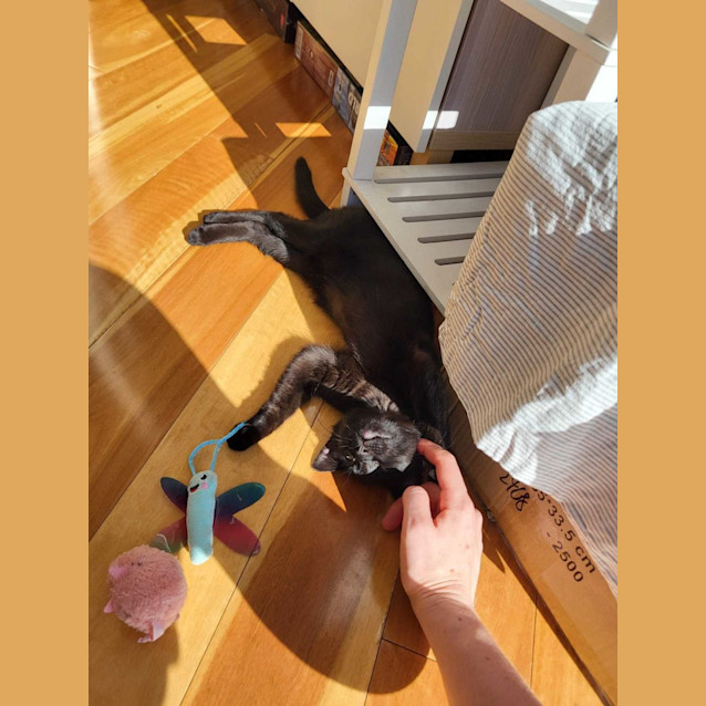Photo of Bolero