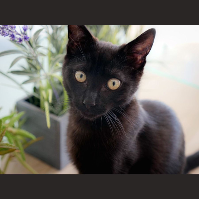 Photo of Bolero