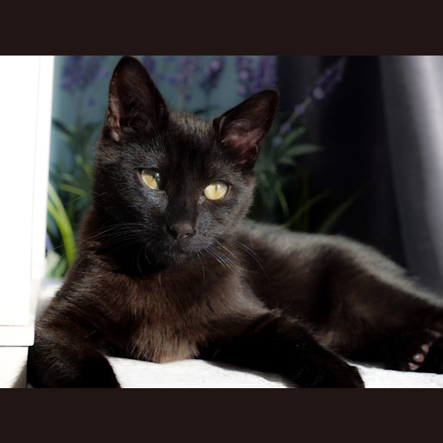 Photo of Bolero