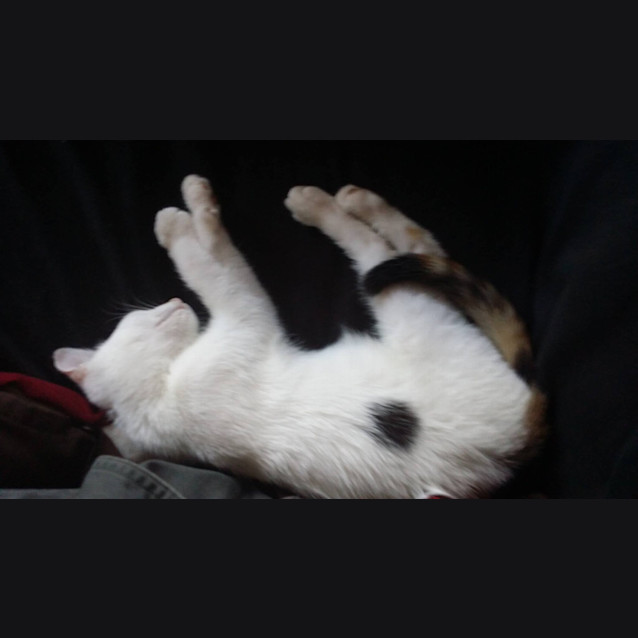 Photo of Princess Dotty Beans