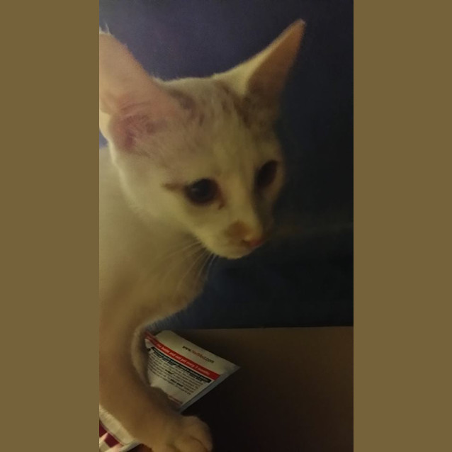 Photo of Princess Dotty Beans