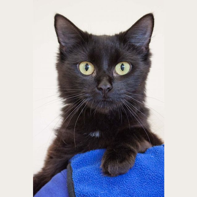 Photo of Ebony