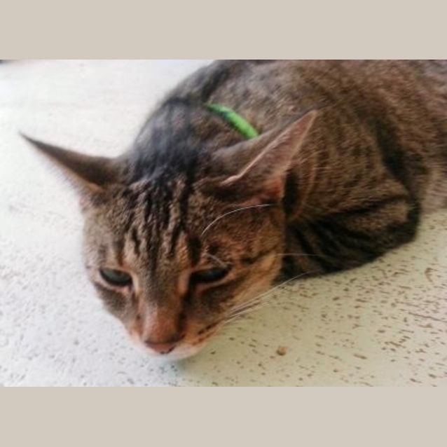 Photo of Tom Tom