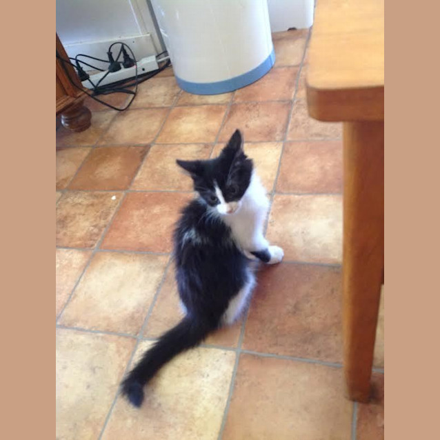 Photo of Contessa