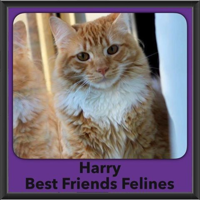 Photo of Harry 