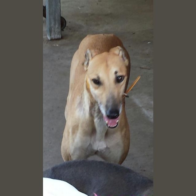 Photo of Woohoo "Wendy" (Cat Friendly)