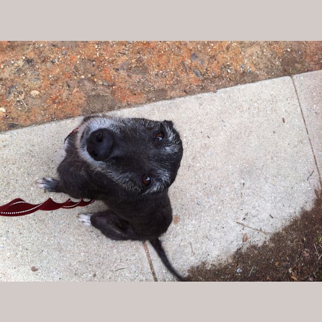 Photo of Maggie (Cat Friendly   Wolfhound Greyhound X)