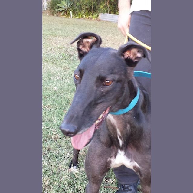 Photo of The "Blade" Runner