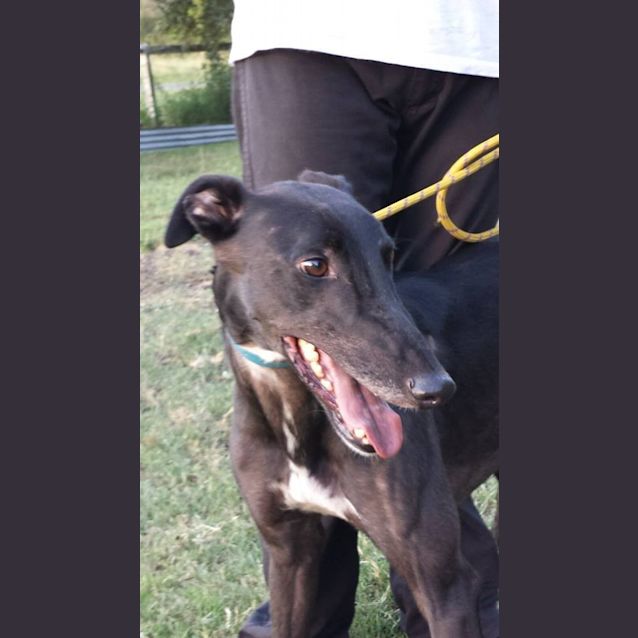 Photo of The "Blade" Runner