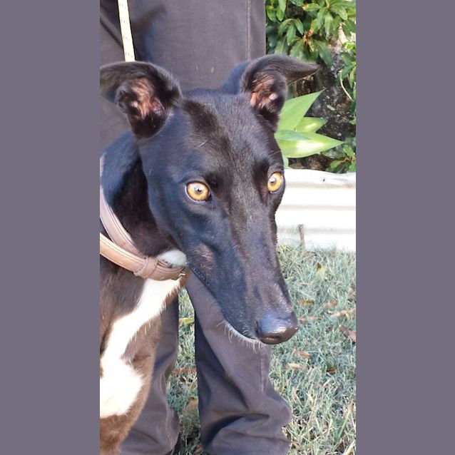 Photo of Hypnotic "Rosie"