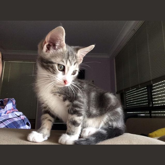 Photo of Grayson Purrfect Match