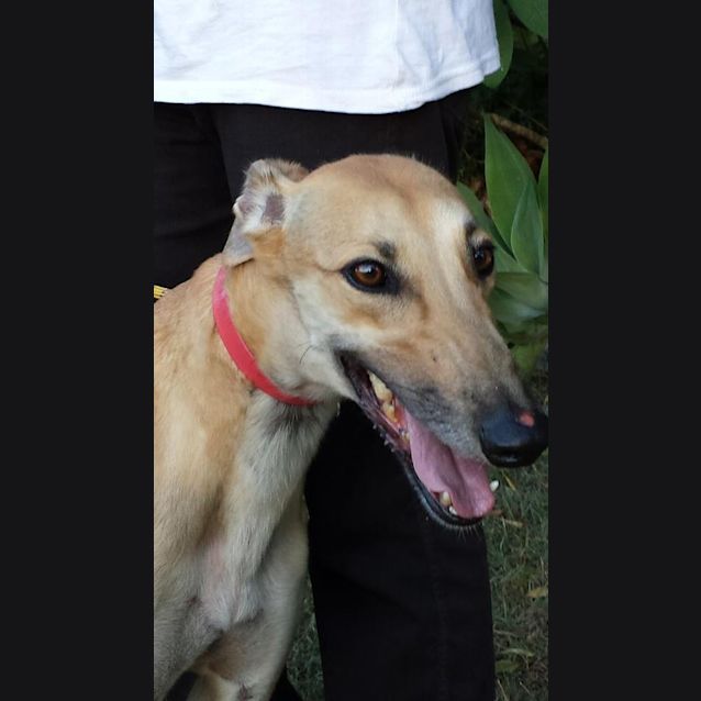 Photo of Angel Cake (Cat Friendly)