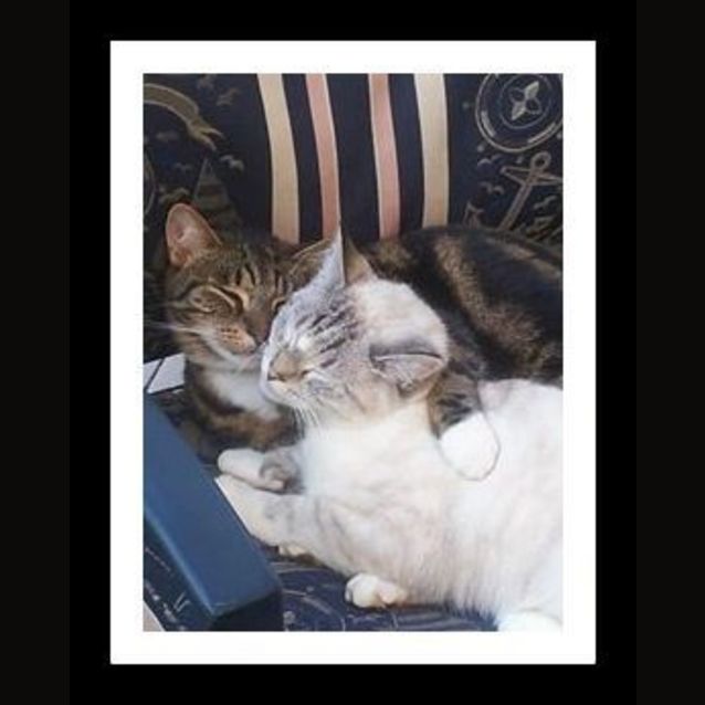 Photo of "Janim ( & Pompish)"   Purrfect Match