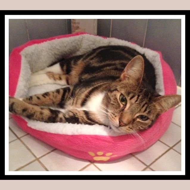 Photo of "Pompish (& Janim)"   Purrfect Match