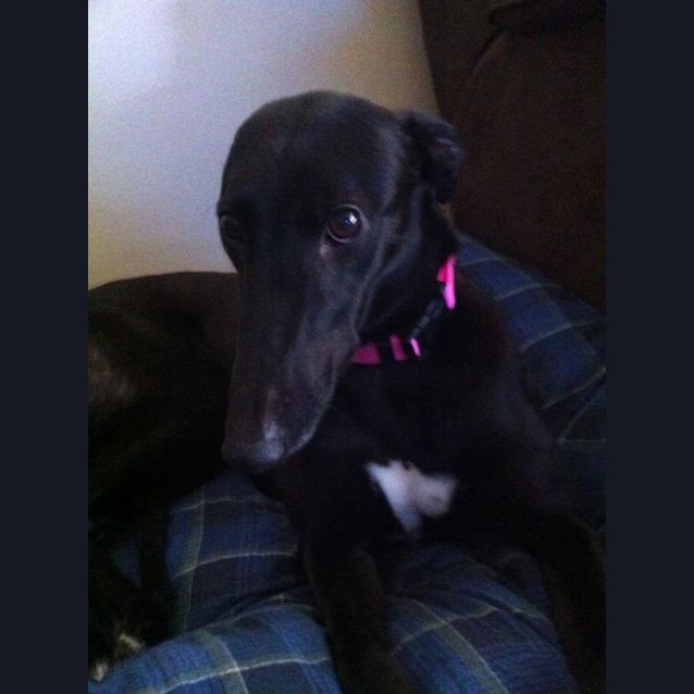 Photo of "Snoo" Is For You! Cat Friendly.  Melbourne Based.