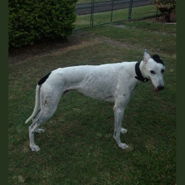 Photo of "Snowy" The Dude.  Brisbane Based