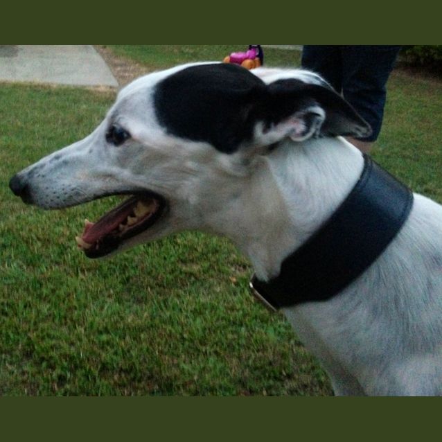 Photo of "Snowy" The Dude.  Brisbane Based