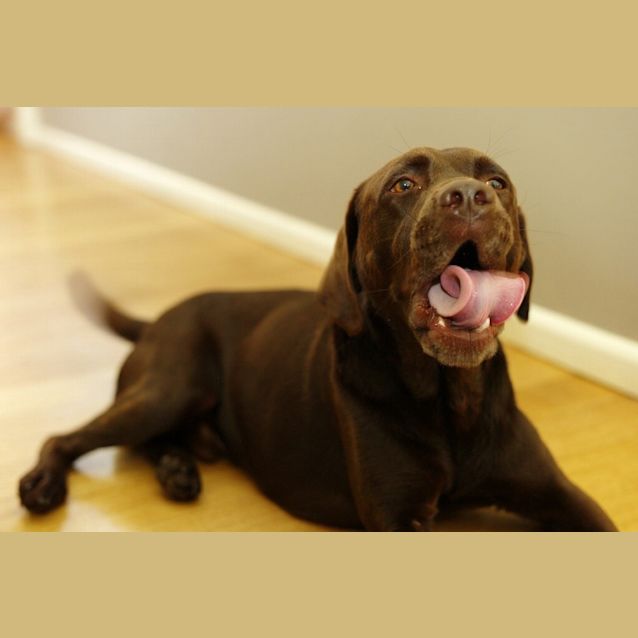 Photo of Henry   Beautiful Choc Lab