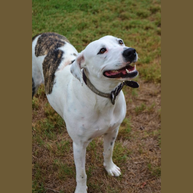 Photo of Dotti