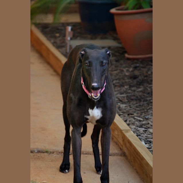 Photo of "Snoo" Is For You! Cat Friendly.  Melbourne Based.