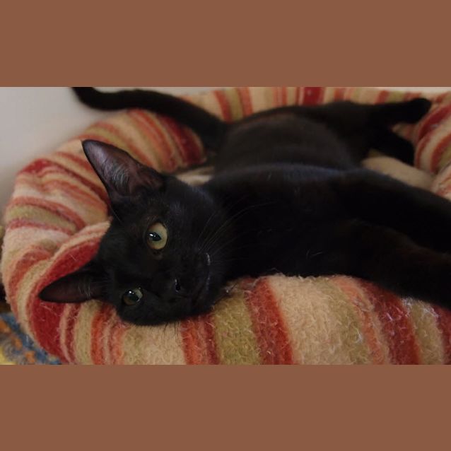 Photo of Chubby