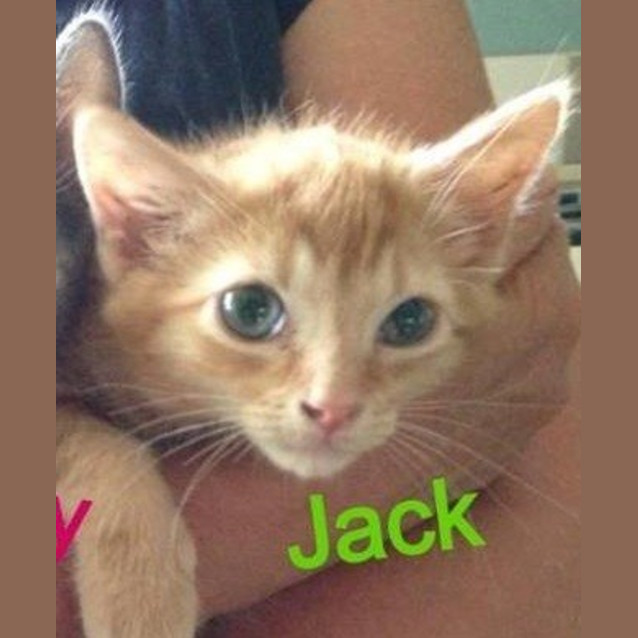 Photo of Jack (C975)